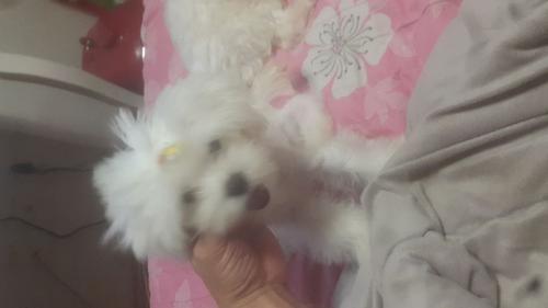 4개월말티즈여아분양해요