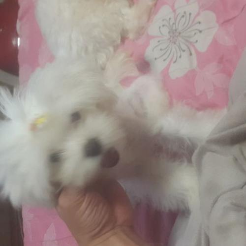 4개월말티즈여아분양해요