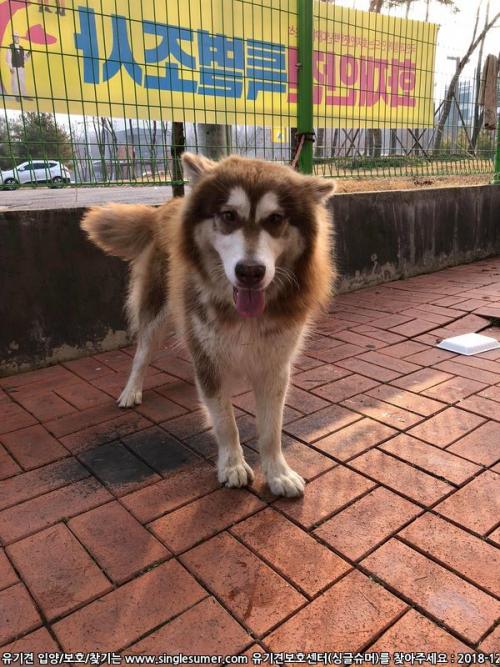 대구 동구 봉무동 시베리안 허스키 비슷하게 생긴 유기견 보호중