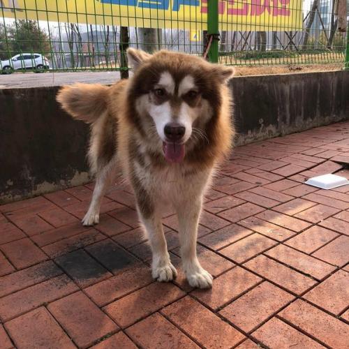 대구 동구 봉무동 시베리안 허스키 비슷하게 생긴 유기견 보호중