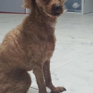 강아지를 찾습니다