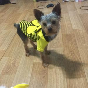 인천 간석사거리에요 난봉이를찾아주세요ㅜㅡㅜ