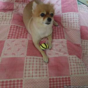 안산 본오동에서 잃어버린 황색 포메라니안 찾습니다