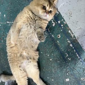 종로 숭인동 (동묘앞) 고양이(개냥이) 보호중입니다