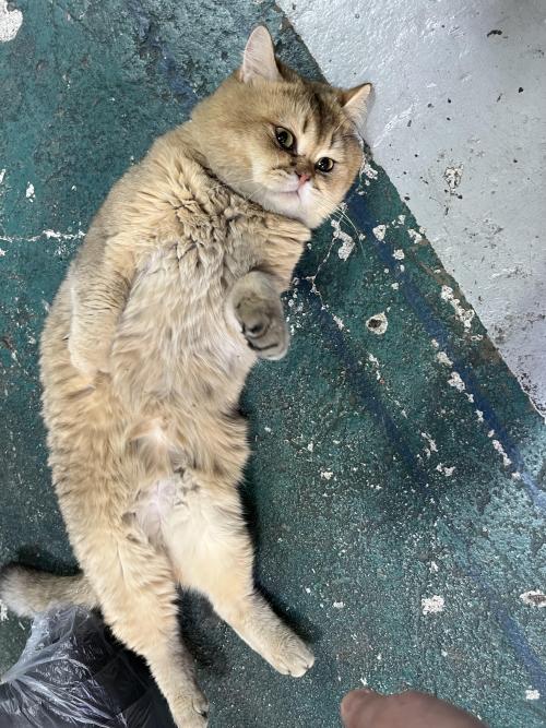 종로 숭인동 (동묘앞) 고양이(개냥이) 보호중입니다