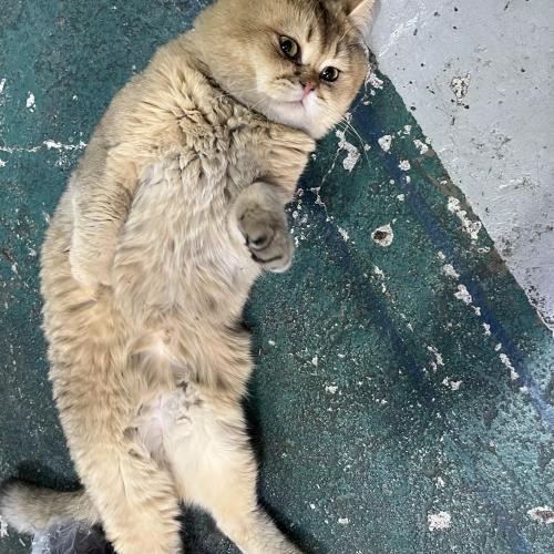 종로 숭인동 (동묘앞) 고양이(개냥이) 보호중입니다