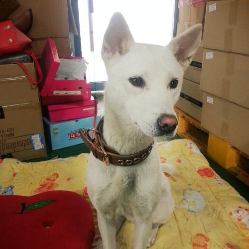 [강아지 임시 보호중]백구, 암컷 보호중입니다.