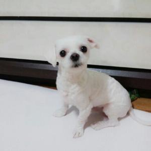 쌍문동숭미초근처에서실종!!말티즈수컷찾아요!!!!!!!!