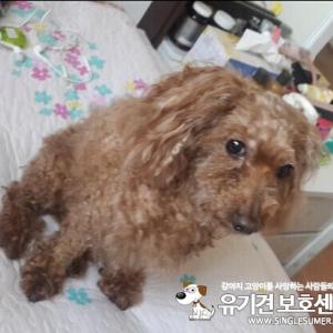 경기도평택시 이충동주공4단지아파트111동강아지 찾아요