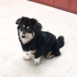 저희 강아지 좀 찾아주세요