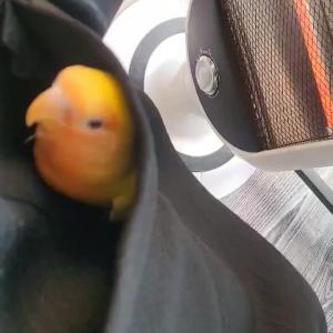 모란앵무새 찾았습니다.감사드립니다