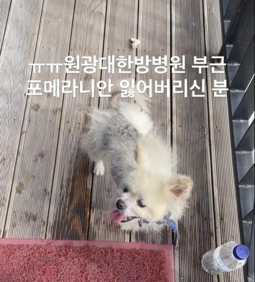 전주 덕진구 하가지구/흰색 포메 목격 후 병원 보호중