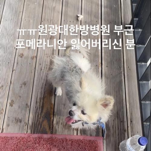 전주 덕진구 하가지구/흰색 포메 목격 후 병원 보호중