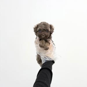 푸들 공주님 분양 합니다.