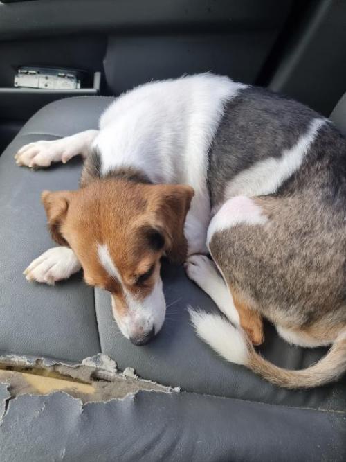 강아지데리고있습니다