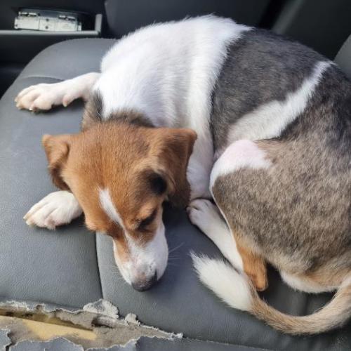 강아지데리고있습니다