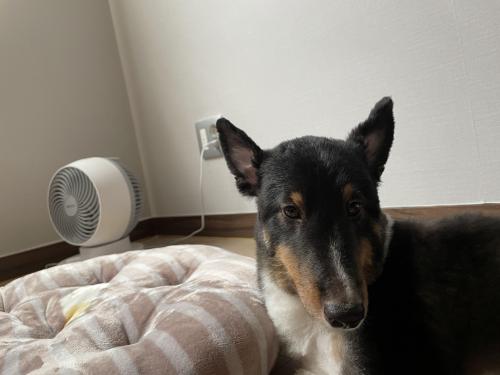 대구 셔틀랜드 쉽독 임보중입니다