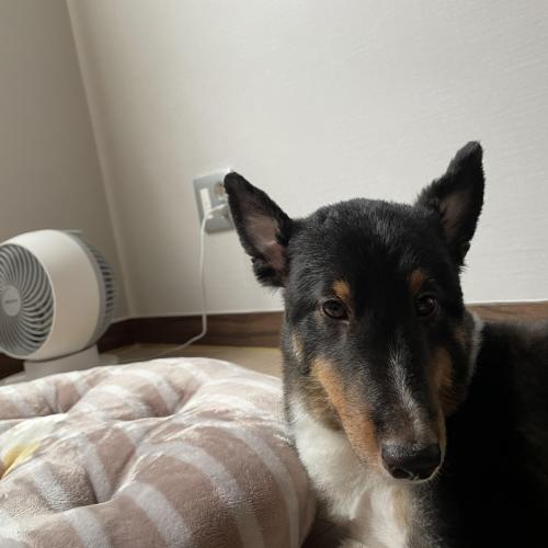 대구 셔틀랜드 쉽독 임보중입니다