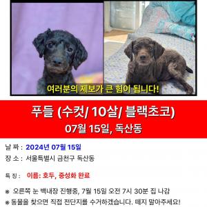 ***금천구 강아지를 찾습니다****