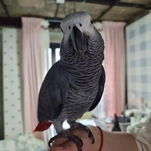 회색앵무새 실종