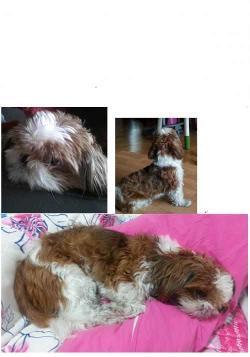 유기견 시츄 임시 보호중 관악구 은천동 시츄 여자