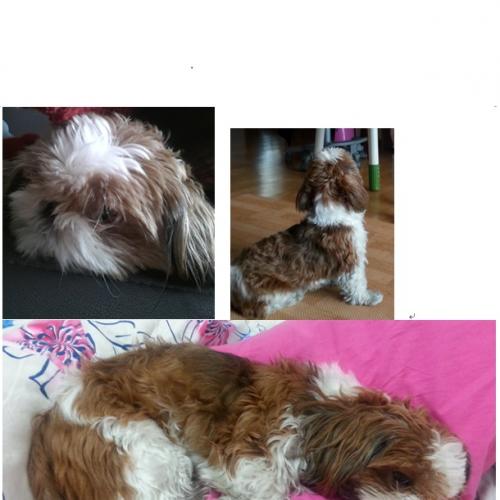 유기견 시츄 임시 보호중 관악구 은천동 시츄 여자