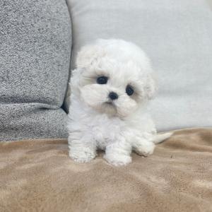 비숑프리제분양 미니비숑분양 테디비숑분양