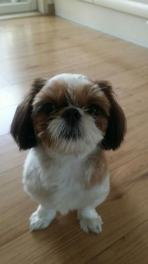 인천 서구 가좌동 시츄 여아 보호중