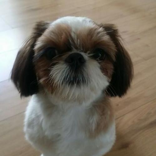 인천 서구 가좌동 시츄 여아 보호중