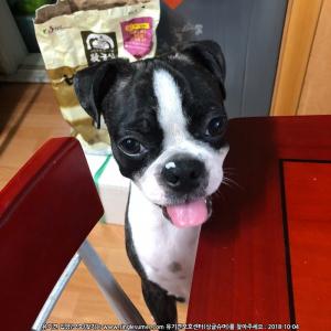 울 강아지 꼭 찾게 도와주세요