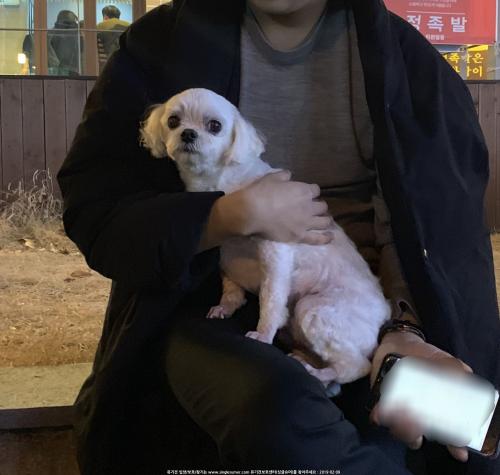 대구 신천시장 중화포차 뒷골목 말티즈 보호중