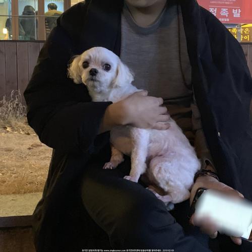 대구 신천시장 중화포차 뒷골목 말티즈 보호중