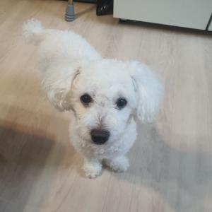 흰색 토이푸들을 찾습니다  (청주시 복대동)
