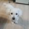 흰색 토이푸들을 찾습니다  (청주시 복대동)