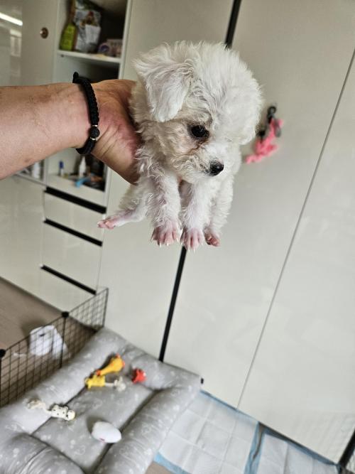 미니비숑 분양해요!!