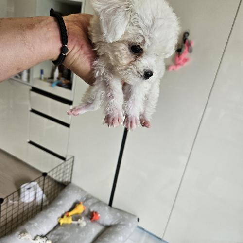 미니비숑 분양해요!!