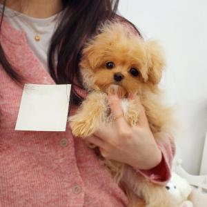 사이즈 작은 미니 말티푸 공주님 분양해요