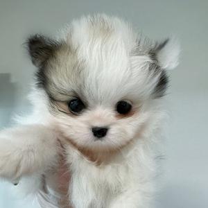 귀여운 파티포메라니안 공주님  분양합니당