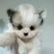 귀여운 파티포메라니안 공주님  분양합니당
