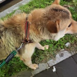 포항 잃어버린 진도믹스 황구 찾아요