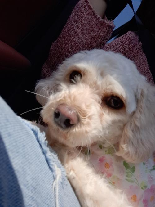 너무 애교많은 크림푸들 새로운 가족을 찾습니다!