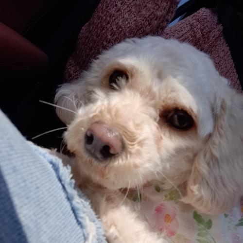 너무 애교많은 크림푸들 새로운 가족을 찾습니다!