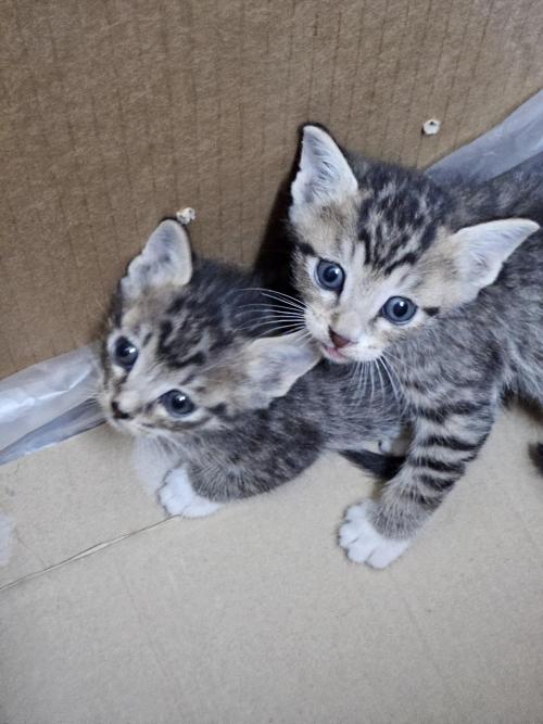 새끼 고양이 2마리 엄청 이뻐요 좋은 가족 찾습니다