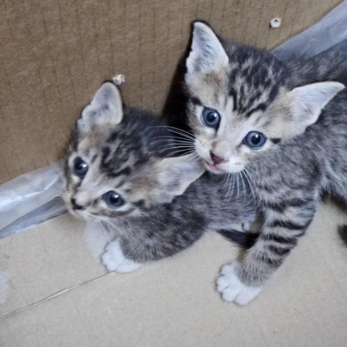 새끼 고양이 2마리 엄청 이뻐요 좋은 가족 찾습니다