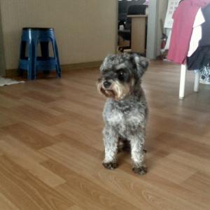 강북구 번3동 무강이를 찾습니다