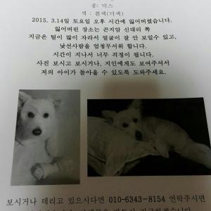 강아지를제발찾아주세요