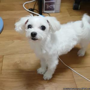 뽀미를 찾습니다