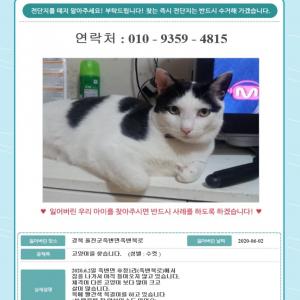 고양이를 찾습니다.(죽변면 후정1리 부근)