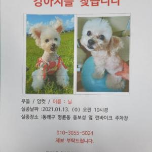 강아지를 찾습니다