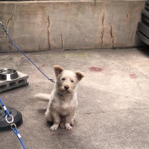 부산 대저동이고, 저희 공장에서 키우던 강아지 입니다 ㅠㅠ